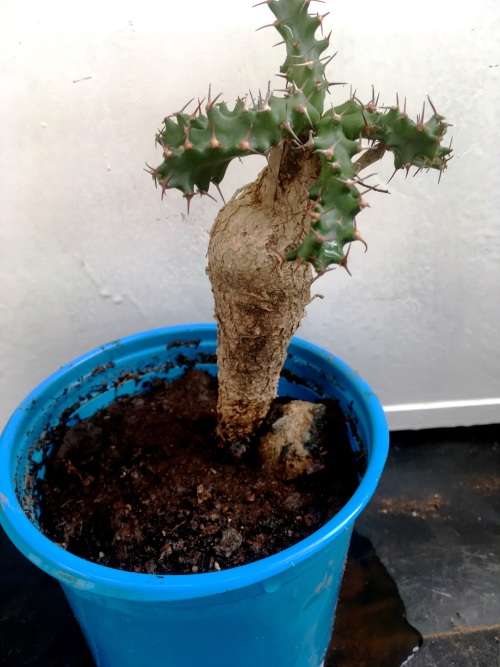 euphorbia  squarrosa