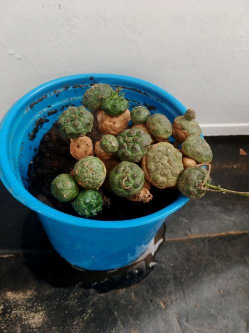Euphorbia globosa