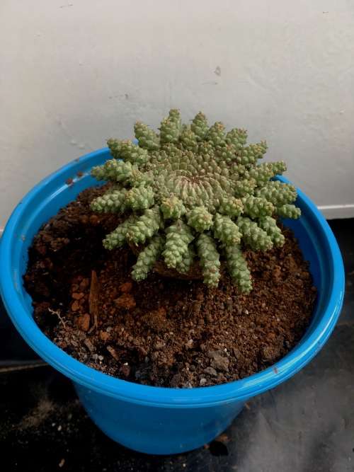 Euphorbia gorgonis
