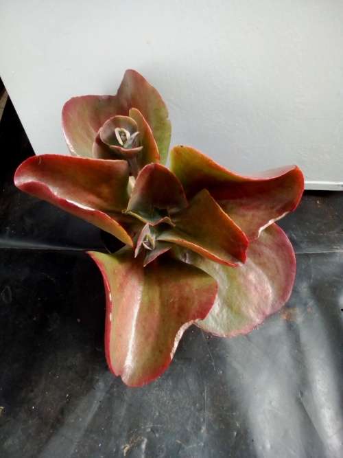 Echeveria 1