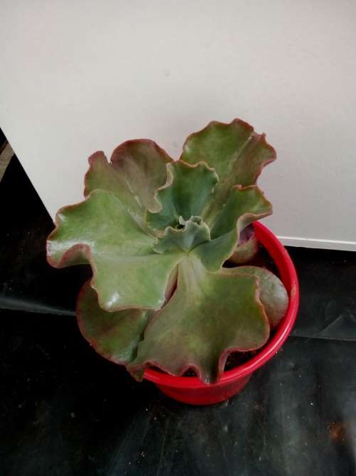 Echeveria 4