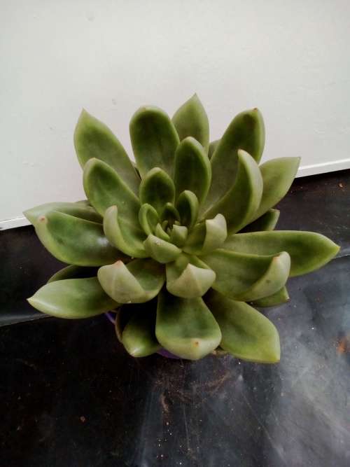 Echeveria 5