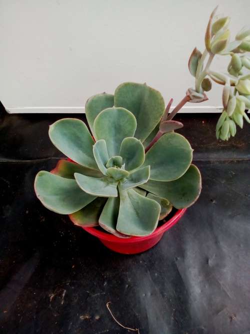 Echeveria Powder blue