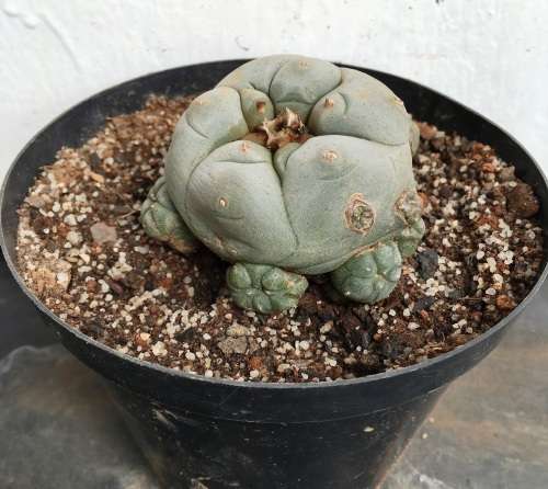 lophophora williamsii with 8 babies