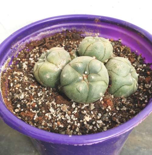lophophora williamsii