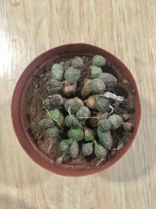 euphorbia globosa