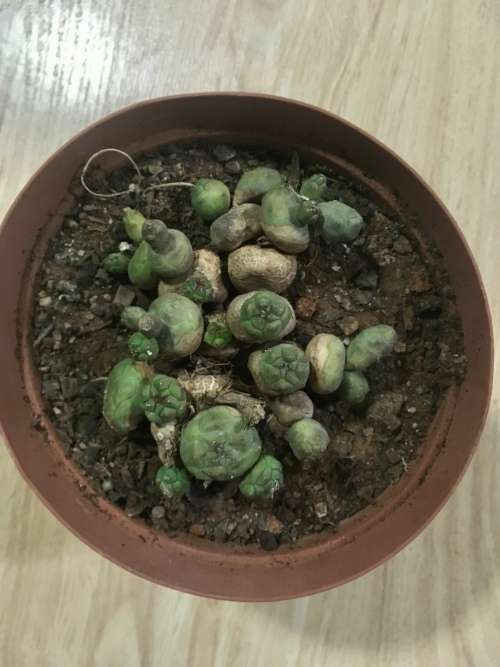 euphorbia globosa