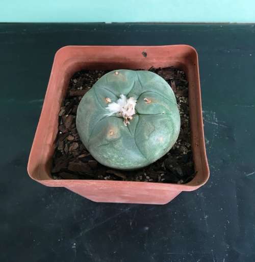 lophophora williamsii in 10 cm pot