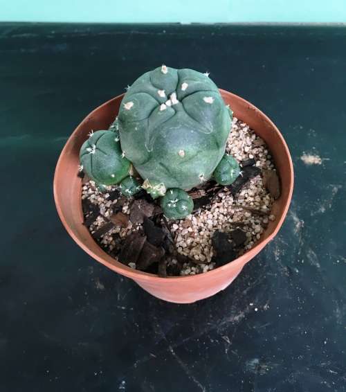 lophophora williamsii with babies in 8 cm pot