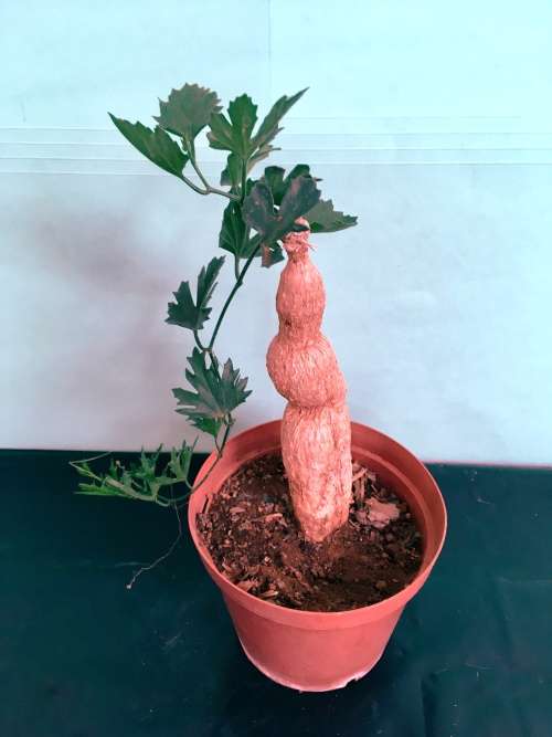 kedrostis africana