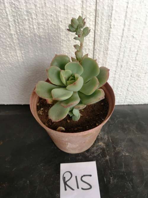 echeveria victor