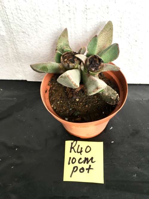 Pleiospilos