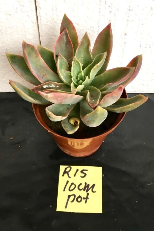 Echeveria waterlily