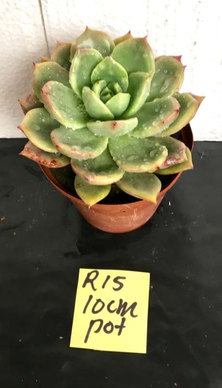 Echeveria Vashon