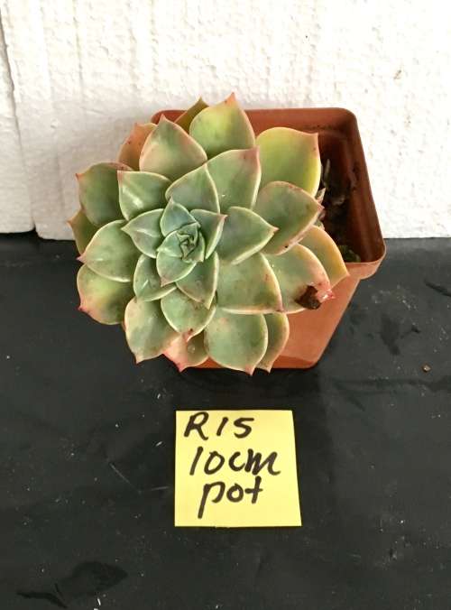 Echeveria cubanita