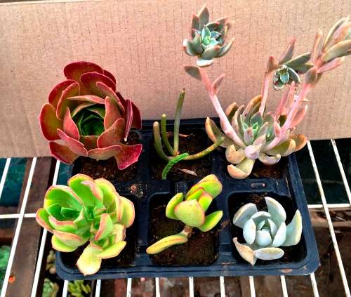 succulent mix 1