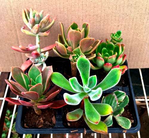 succulent mix 2