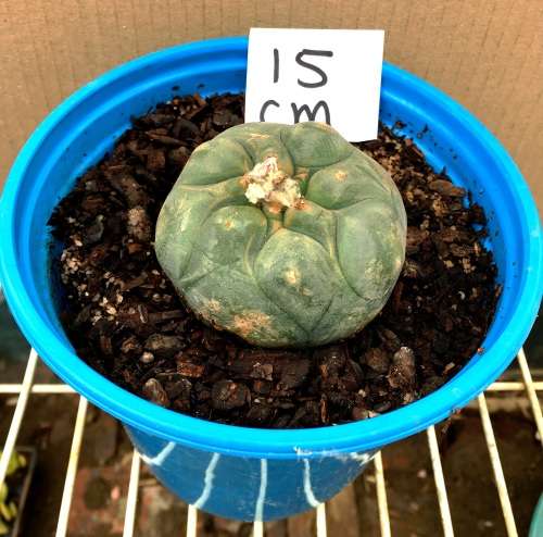 lophophora williamsii 15 cm pot