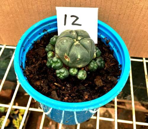 lophophora williamsii clumping form 12 cm pot