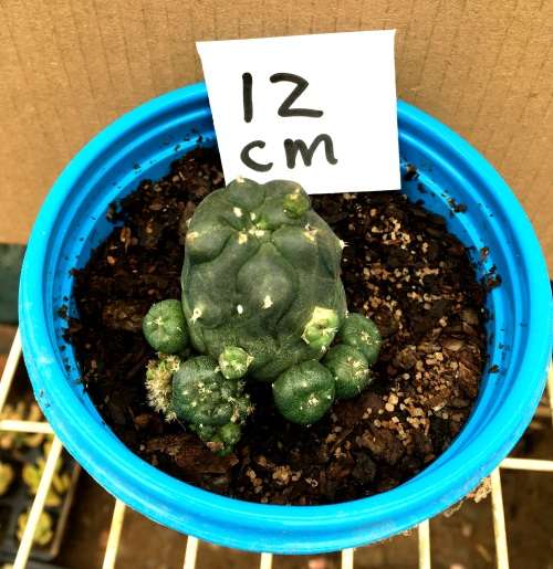Lophophorawilliamsii  in 12 cm pot