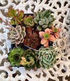 succulent mixed 1