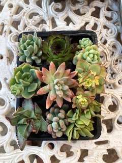 succulent mix 2