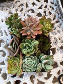 succulent mix 3