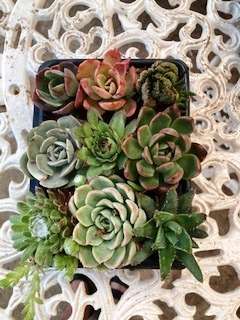 succulent mixed 4