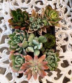 succulent mix 5