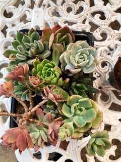 succulent mix 8
