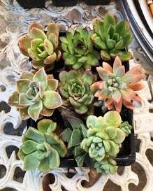 succulents mix 11