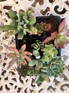 succulent mix 16