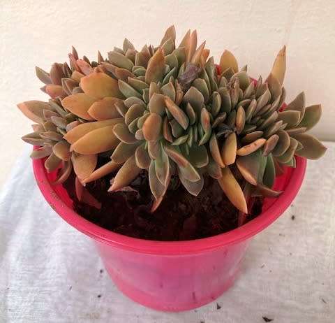 echeveria cristate