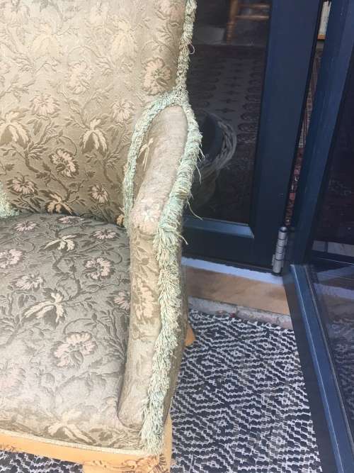 WOW !!! Stunning French style Parlour chair with exquisite detailing