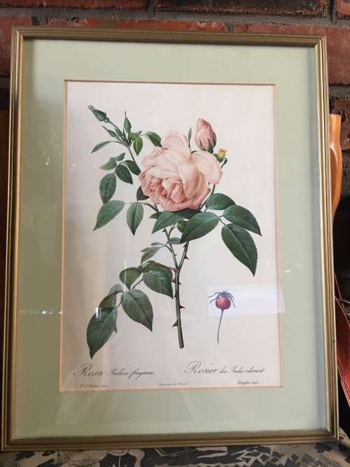 STUNNING FLORAL PRINT ROSA INDICA FRAGRAMS