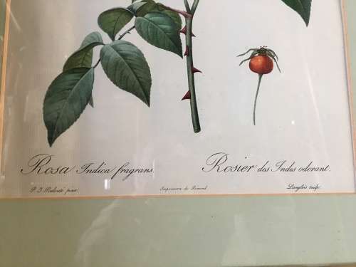 STUNNING FLORAL PRINT ROSA INDICA FRAGRAMS