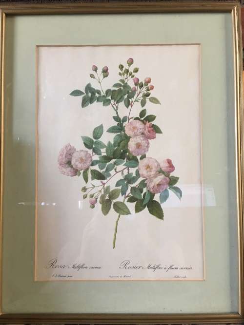 STUNNING FRAMED FLORAL PRINT ROSA MULTIFLORA CARNEA