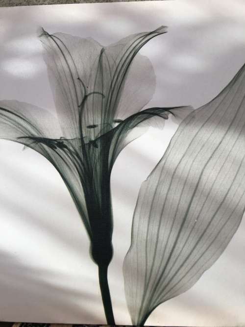 WOW !!! A STUNNING SCREEN PRINT ON CANVAS AND BLOCK MOUNTED