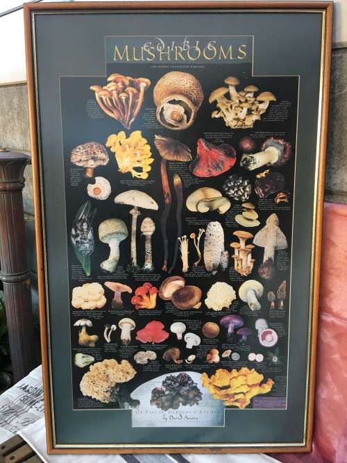 WOW !!! A STUNNING LARGE PRINT OF EDIBLE MUSHROOMS