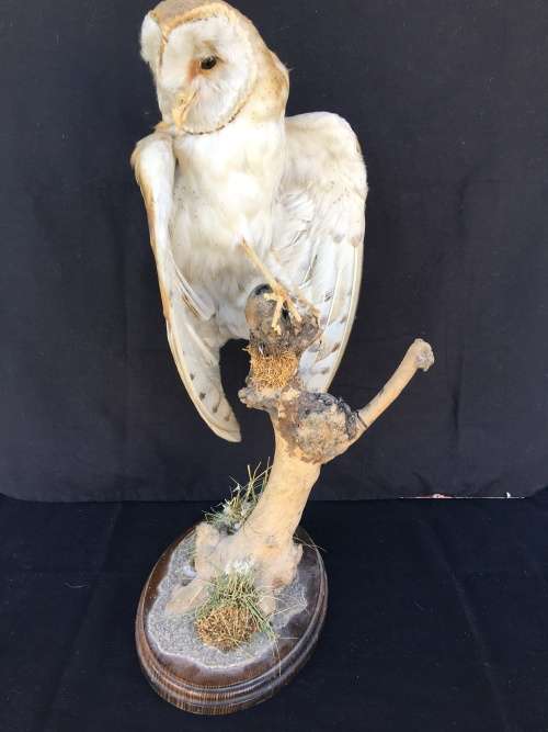 WOW !!! STUNNING TAXIDERMY BARN OWL MOUNTED ON A WOODEN BASE 520mm high