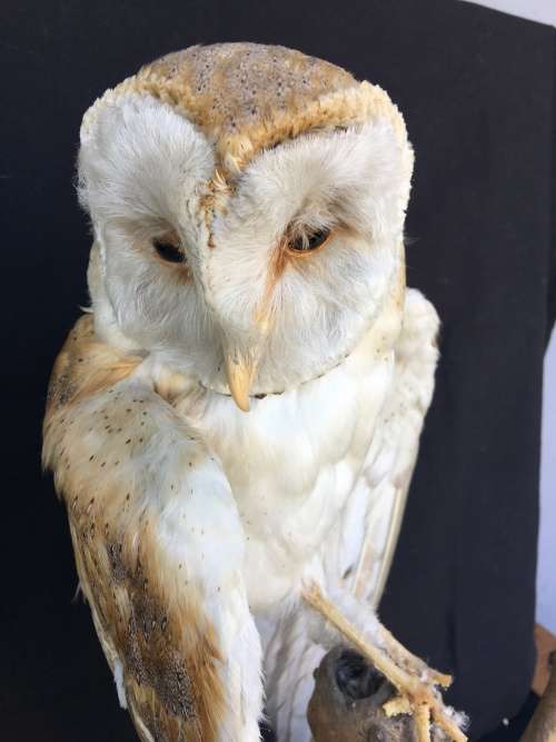 WOW !!! STUNNING TAXIDERMY BARN OWL MOUNTED ON A WOODEN BASE 520mm high