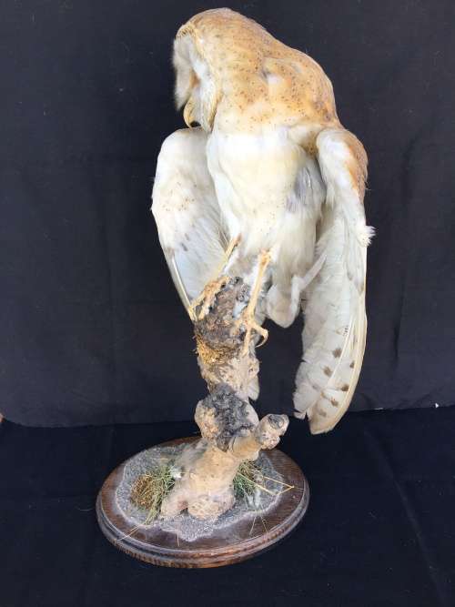 WOW !!! STUNNING TAXIDERMY BARN OWL MOUNTED ON A WOODEN BASE 520mm high