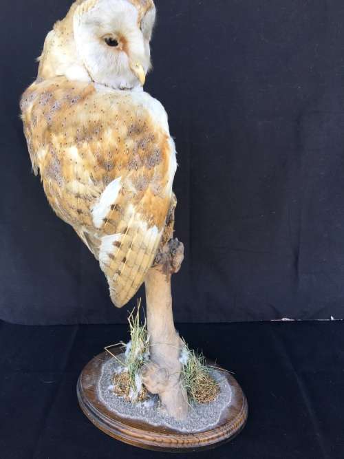 WOW !!! STUNNING TAXIDERMY BARN OWL MOUNTED ON A WOODEN BASE 520mm high