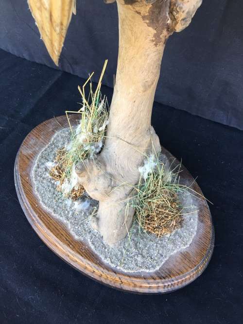 WOW !!! STUNNING TAXIDERMY BARN OWL MOUNTED ON A WOODEN BASE 520mm high