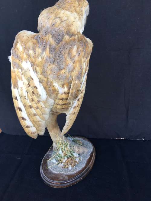 WOW !!! STUNNING TAXIDERMY BARN OWL MOUNTED ON A WOODEN BASE 520mm high