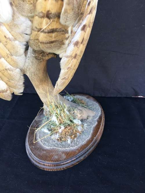 WOW !!! STUNNING TAXIDERMY BARN OWL MOUNTED ON A WOODEN BASE 520mm high
