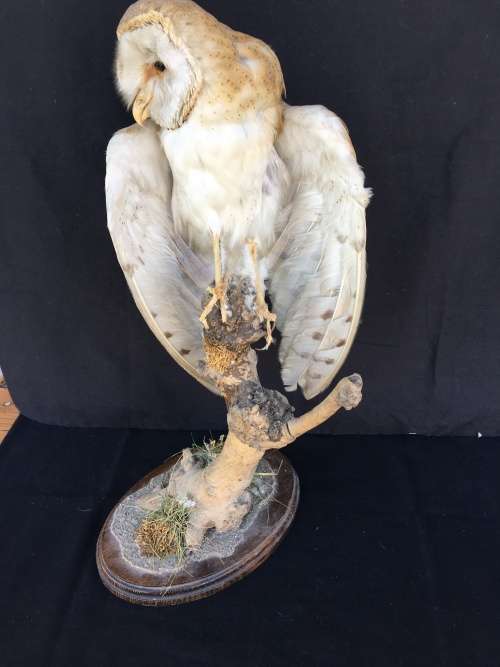 WOW !!! STUNNING TAXIDERMY BARN OWL MOUNTED ON A WOODEN BASE 520mm high