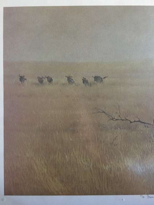STUNNING FRAMED PAUL BOSMAN PRINT OF A LIONESS HUNTING A WILDEBEEST signed in pencil