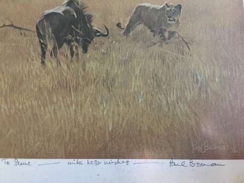 STUNNING FRAMED PAUL BOSMAN PRINT OF A LIONESS HUNTING A WILDEBEEST signed in pencil