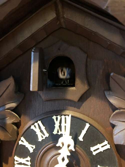 STUNNING BLACK FOREST JAHRESUHRENFABRIK 50 SHATZ GERMAN 8 DAY CUCKOO CLOCK IN FULL WORKING ORDER